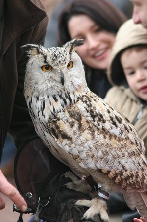 Eine Eule im Vordergrund und Kinder im Hintergrund im Naturwildpark Freisen