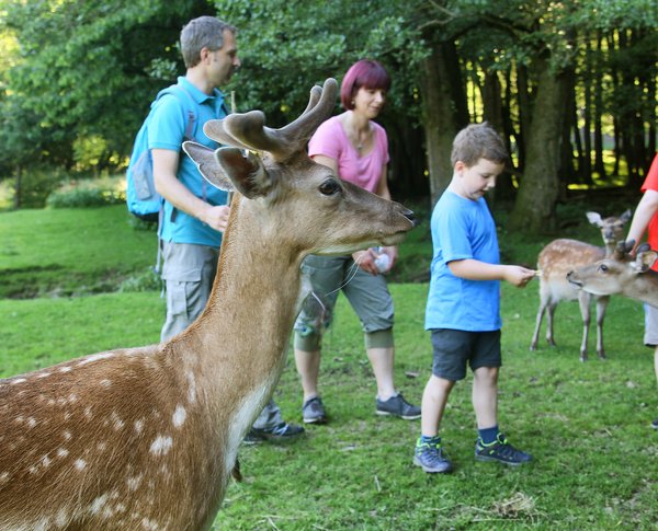 Kinderfüttern Rehe im Wildpark in Selbach